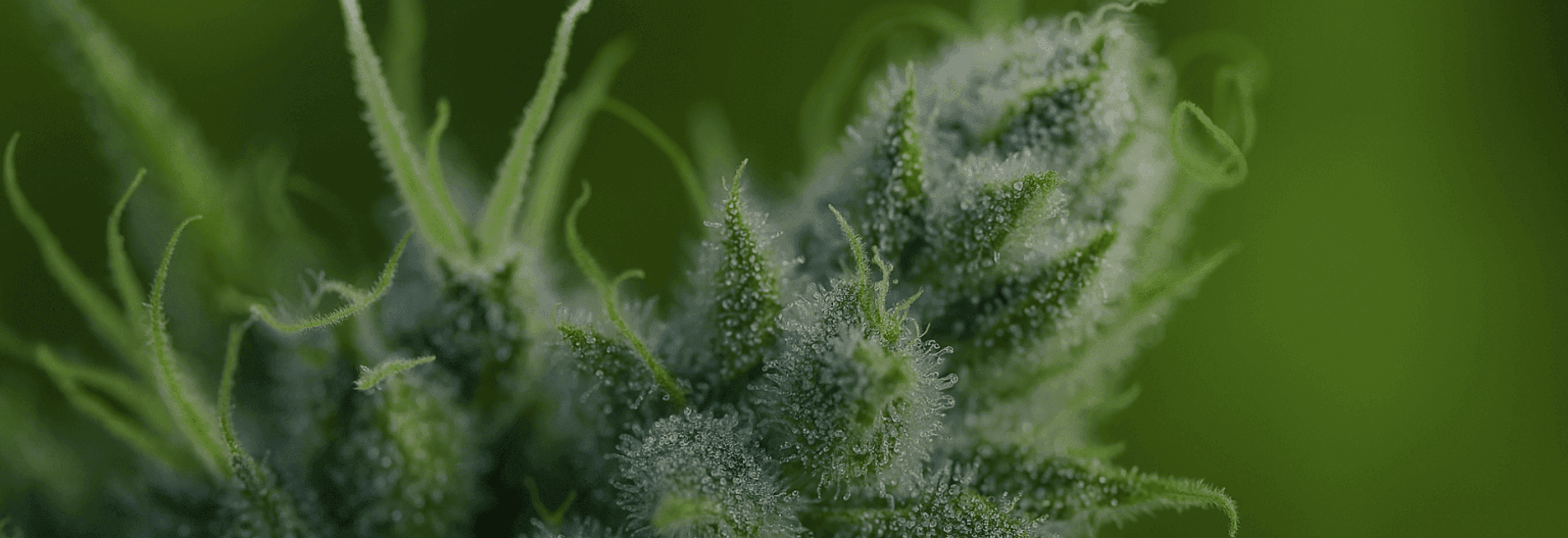 Nahaufnahme einer Cannabisblüte mit grünen Blättern